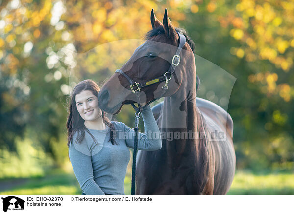Holsteiner / holsteins horse / EHO-02370