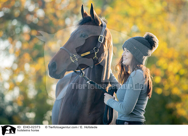 holsteins horse / EHO-02373