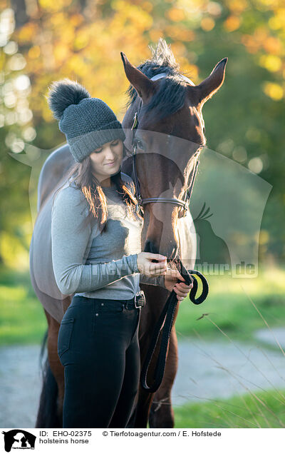 Holsteiner / holsteins horse / EHO-02375