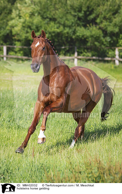 Holsteiner Wallach / holsteins horse gelding / MM-02032