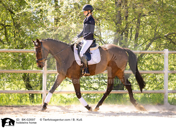holsteins horse / BK-02697