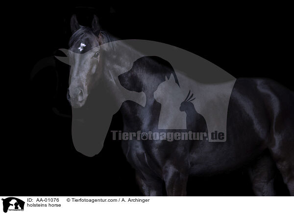 Holsteiner / holsteins horse / AA-01076