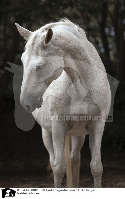 Holsteiner / holsteins horse / AA-01082