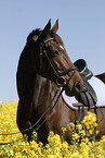 Horse Head