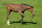 foal