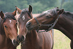 Holstein Horse