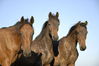Holstein Horses