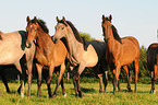 herd of horses