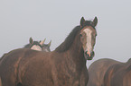 Holstein Horse Portrait