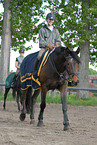 woman rides Holsteiner horse