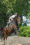 jumping Holsteiner horse