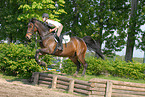 jumping Holsteiner horse