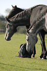 holsteiner horses