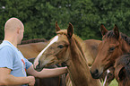 Holsteiner horses