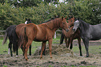 warmbloods