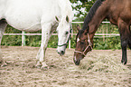 2 holstein horses