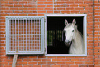 holsteins horse portrait