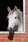 holsteins horse portrait