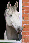 holsteins horse portrait
