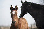 Holstein Horses