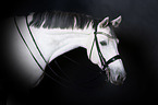 Holstein Horse Portrait