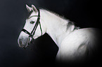 Holstein Horse Portrait