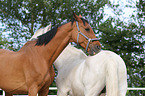 2 Holstein Horses