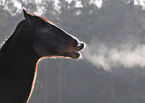 Holstein Horse portrait