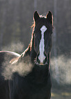 Holstein Horse portrait