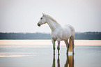 Holstein Horse