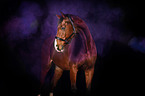 Holstein Horse with holi powder