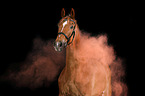 Holstein Horse with holi powder