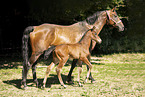 2 Holstein Horses