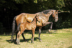 2 Holstein Horses