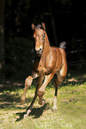Holstein Horse Foal
