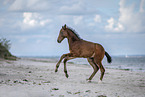 holsteins horse foal at the beach