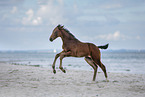 holsteins horse foal at the beach