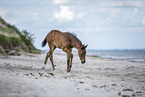 holsteins horse foal at the beach