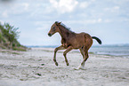 holsteins horse foal at the beach