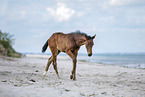 holsteins horse foal at the beach