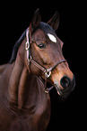 holsteins hose