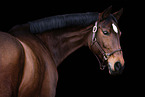 holsteins hose