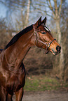 holsteins hose