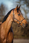 holsteins hose