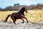 holsteins horse