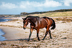 holsteins horse