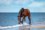 holsteins horse