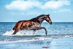 holsteins horse