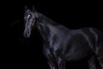 holsteins horse