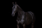 holsteins horse